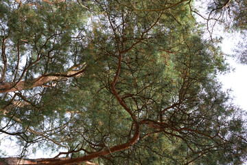 Looking up into a dense pine canopy with sunlight filtering through branches, creating a peaceful forest sanctuary