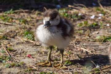 A newborn Egyptian gosling walks around in a park.