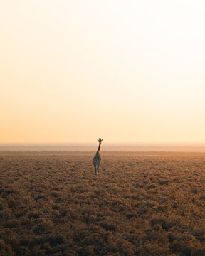 View of a lone giraffe stands tall amidst the vast, sun-kissed savanna, its silhouette painted against the warm hues of the Namibian sky, Namibia, Namibia.