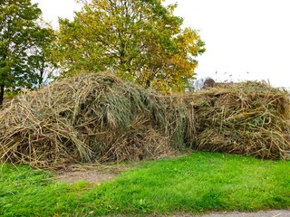 Haystacks, the harvest leftovers at the paddy field. Haystacks lie on a green lawn near bushes. Very large stack of dried reeds in a meadow.