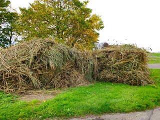 Haystacks, the harvest leftovers at the paddy field. Haystacks lie on a green lawn near bushes. Very large stack of dried reeds in a meadow.
