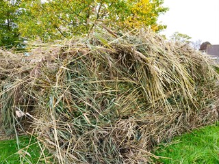 Haystacks, the harvest leftovers at the paddy field. Haystacks lie on a green lawn near bushes. Very large stack of dried reeds in a meadow.