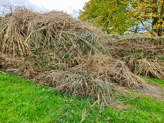 Haystacks, the harvest leftovers at the paddy field. Haystacks lie on a green lawn near bushes. Very large stack of dried reeds in a meadow.