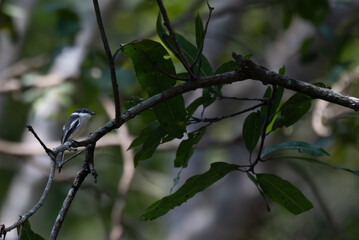 A small, beautiful Bar winged flycatcher perched on a tree branch in dense forest with surrounding tree branches and leaves.