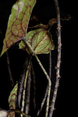 exotic rare monstrous plant, alocasia, colocasia, syngonium, cyrtosperma, water drops on the leaves