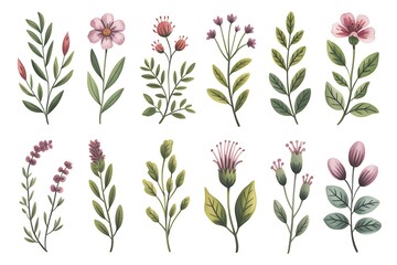 Collection of delicate watercolor botanical illustrations