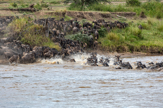 View of a great migration of wildebeest crossing the Mara River, churning the water into a frenzy of motion and reflecting the sky, River Mara, Mara Region, Tanzania.