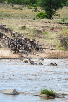 View of wildebeests bravely crossing the Mara River, their dark forms contrasting with the river's shimmering surface, in Serengeti National Park, River Mara, Mara Region, Tanzania.