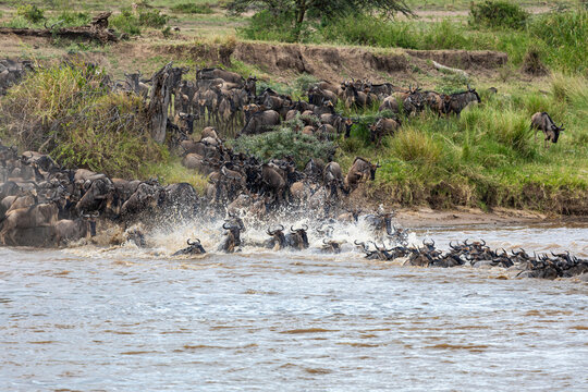 View of wildebeests plunge into the Mara River, their dark silhouettes contrasting with the churning water and the verdant banks, River Mara, Mara Region, Tanzania.