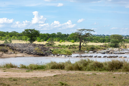 View of wildebeests bravely crossing the glistening river, with the vast Serengeti plains stretching under a wide sky, River Mara, Mara Region, Tanzania.