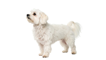 Small fluffy white dog stands gracefully against looking upward in a calm and curious manner,The calm expression reflects its friendly nature on a transparent background