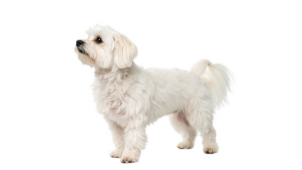 Small fluffy white dog stands gracefully against looking upward in a calm and curious manner,The calm expression reflects its friendly nature on a transparent background