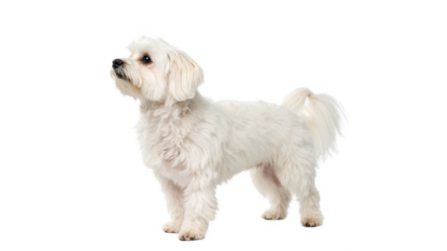 Small fluffy white dog stands gracefully against looking upward in a calm and curious manner,The calm expression reflects its friendly nature on a transparent background