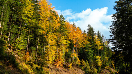 autumn forest landscape with yellow leaves, colourful trees, golden autumn against a blue sky
