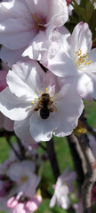 Bee pollinating cherry flower in garden, macro close up
