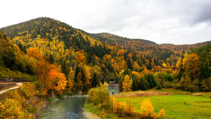 Golden autumn in the forest, trees with yellow leaves, colourful mountain slopes and peaks, beautiful mountain landscape with orange and brown hues and a mountain river.