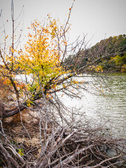 A tree with a bright orange crown hangs over the lake's surface. Dry driftwood clumps along the shore in the foreground. Autumn, silence, and peace.