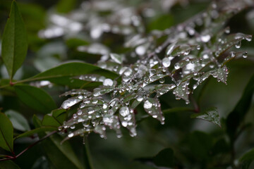 Spring Concept, Raindrops on Green Leaves
