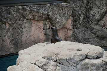 ミナミアフリカオットセイ