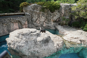 ミナミアフリカオットセイ