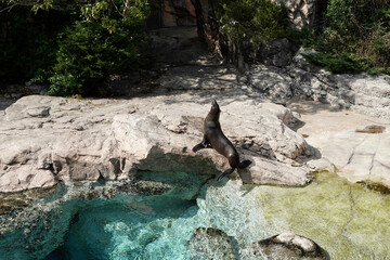 ミナミアフリカオットセイ