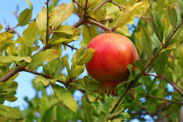 Ripe pomegranate hanging on a tree branch under blue sky.