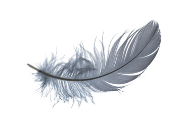 Obraz premium Single grey feather isolated on transparent background