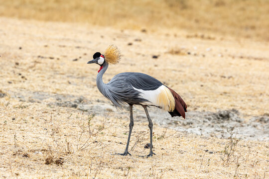 View of a grey crowned crane with its regal golden plumage struts across the arid landscape, a splash of elegance in the Tanzanian plains, Ngorongoro Crater, Arusha Region, Tanzania.