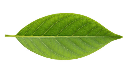 Obraz premium Green leaf isolated on transparent background