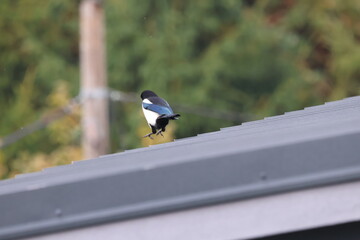 Magpie bird close up ( Pica pica ) on a roof of a house 