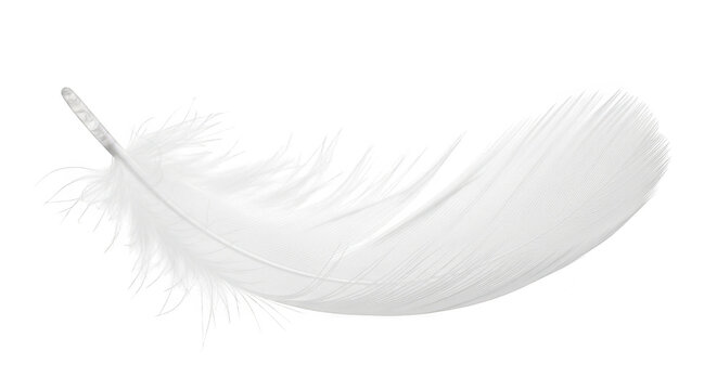 Fototapeta Single white feather isolated on transparent background