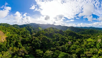 Obraz premium banner background of tropical forest landscape scene