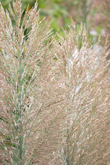 Feathery Grass Plume meadow in the park