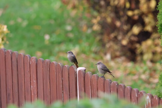 Two Common Redstart (Phoenicurus phoenicurus) birds. Beautiful birds perched on fence in the garden. Wildlife in nature. Czech republic.
