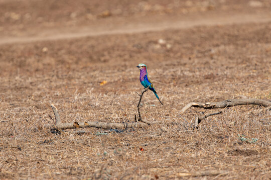 View of a vibrant lilac-breasted roller perched on a twig, its plumage a striking contrast against the dry, sun-baked earth, Kakumbi, South Luangwa National Park, Zambia.