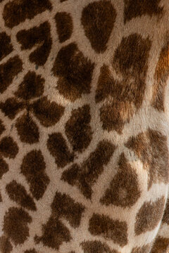 View of the intricate mosaic of brown patches and cream-colored lines creating an earthy, abstract pattern on giraffe skin, Kakumbi, South Luangwa National Park, Zambia.