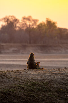 View of two baboons silhouetted against the golden African sunset, a poignant moment of connection in the Zambian wilderness, Kakumbi, South Luangwa National Park, Zambia.