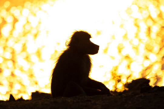 View of a baboon silhouetted against a bright, blurred golden sunset, its fur catching the light, creating a striking contrast of dark and light, Kakumbi, South Luangwa National Park, Zambia.