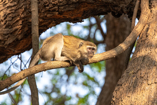 View of a vervet monkey resting on a branch in the warm light of the day, its gaze fixed towards the horizon, Kakumbi, South Luangwa National Park, Zambia.