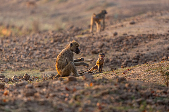 View of a baboon gestures to its young offspring on the rocky, sun-kissed terrain, with another baboon in the distance, Kakumbi, South Luangwa National Park, Zambia.