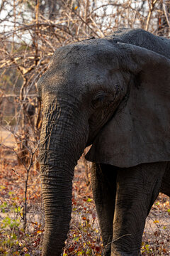 View of an elephant's textured skin, its trunk extended, with the dry, sparse vegetation creating a stark contrast of life and dormancy, Kakumbi, South Luangwa National Park, Zambia.