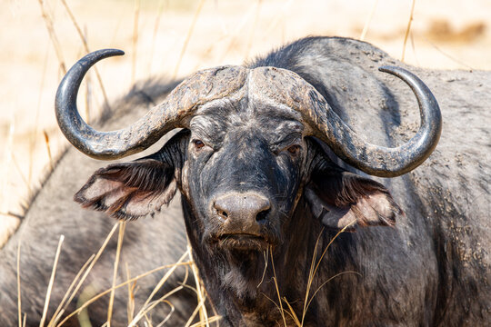 View of powerful buffalo stares with weathered horns and dusty hide against the dry, golden savannah, Kakumbi, South Luangwa National Park, Zambia.