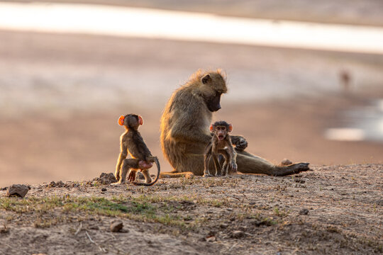 View of a baboon mother and her two young offspring sitting peacefully on a sandy hill bathed in the warm glow of sunset, Kakumbi, South Luangwa National Park, Zambia.