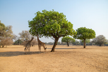 View of two giraffes gracefully reaching for vibrant green leaves under the shade of a lush tree in the arid savanna, Kakumbi, South Luangwa National Park, Zambia.