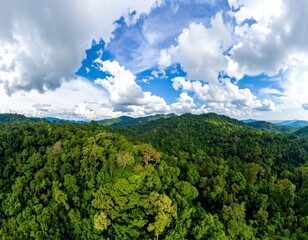 Fototapeta premium banner background of tropical forest landscape scene