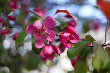 Pink-flowered apple tree in the garden