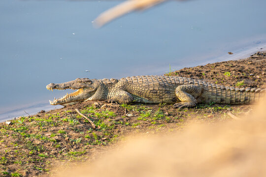View of a formidable crocodile basking on the grassy riverbank with its jaws agape, revealing a cavern of teeth in Kakumbi, South Luangwa National Park, Zambia.