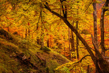 Golden autumn forest glowing in warm sunlight. Vibrant yellow and orange leaves cover the trees and...