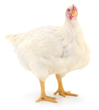 White broiler chicken standing isolated on white background