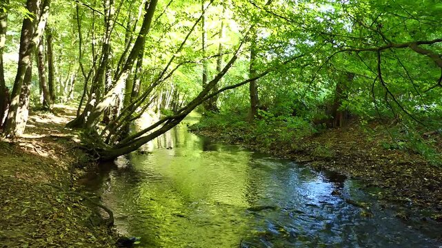 Ein Fluss pl&auml;tschert in wundervollem Licht durch einen Wald 